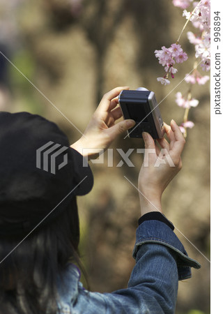 採取與照相機的婦女一棵下垂的櫻桃樹 998894