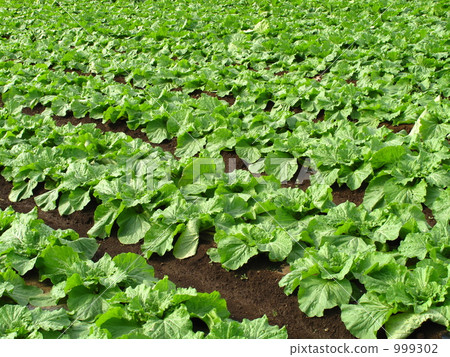 Chinese cabbage fields 999302