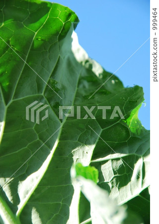 Broccoli leaves 999464