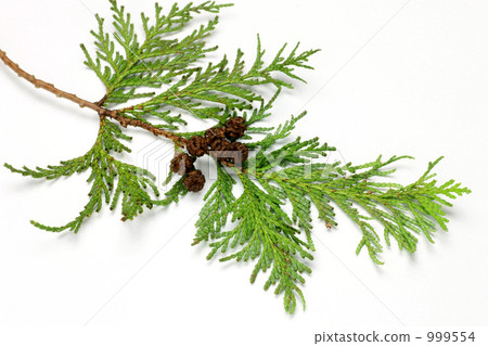 Hinoki Hinoki 999554