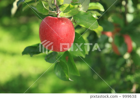 Sun Fuji Sun Fuji 999638