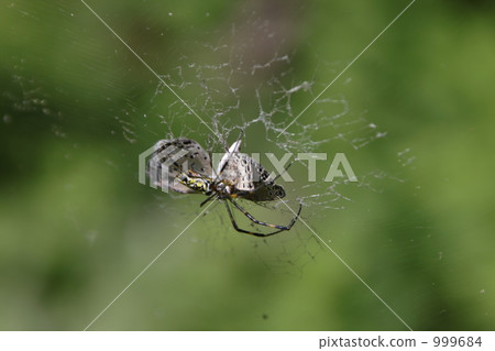 joro spider, brackish water clam, predator 999684