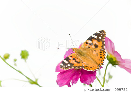 紅海軍上將 999722