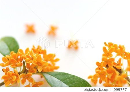 Floral scent of flowers 999777
