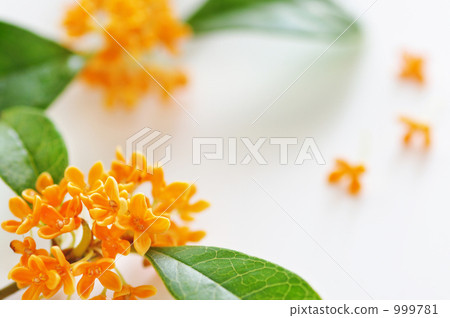 香翠鳥花2 999781