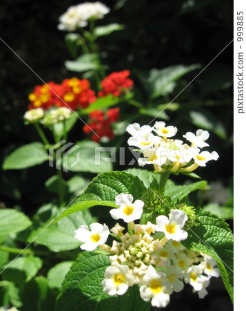 Lantana 999885