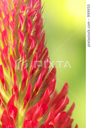 紅花蛤蜊 紅花蛤蜊 999950