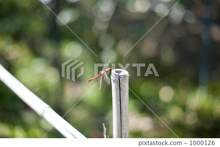 Red dragonfly wings rest that signals the end of summer 1000126