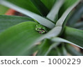 Frog playing hide and sees Frog playing hide and sees 1000229