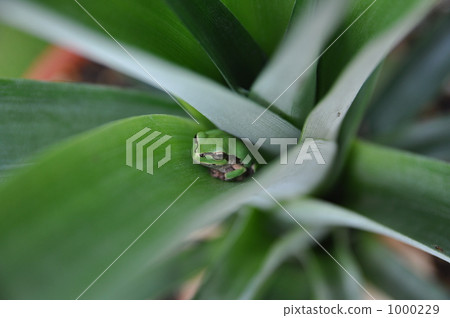 Frog playing hide and sees Frog playing hide and sees 1000229