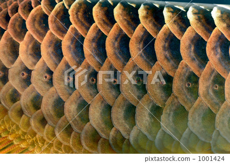 Like a dragon Like a dragon 1001424