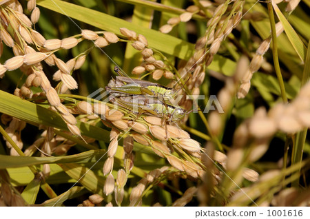 stock photo: grasshopper, ear of rice, grain