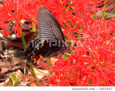 spangle, cluster amaryllis, swallowtail 1001647