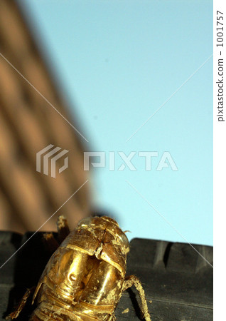 蛻皮 蝗蟲 蟬 1001757