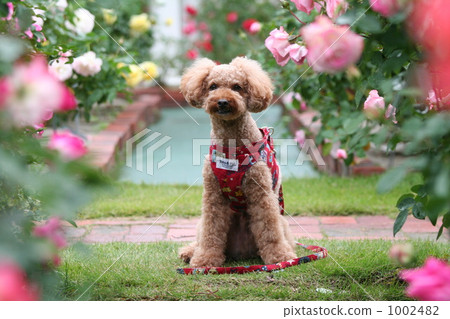 Poodles and roses Poodles and roses 1002482
