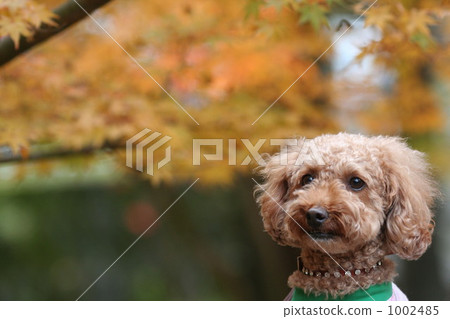 Poodle and yellow leaves 1002485