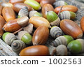 acorn, fruit, brown 1002563
