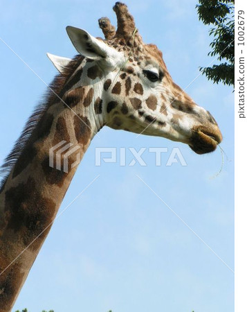 長頸鹿 窗飾 吻合 1002679