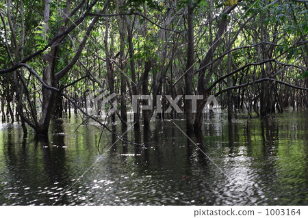 亞馬遜的淹沒森林 1003164