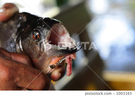 Ferious teeth of Piranha 1003165