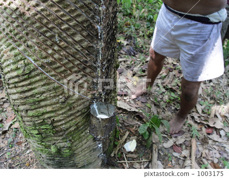 Collection of natural rubber 1003175