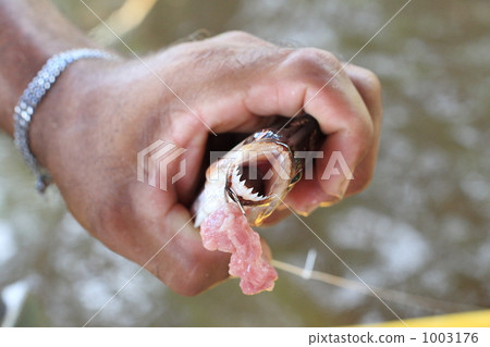 Ferious teeth of Piranha 1003176