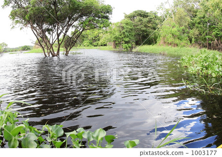 The Amazon River just under the Equator 1003177