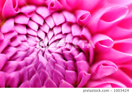 紫色大麗花 紫色大麗花 1003424