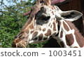 Giraffe 1003451
