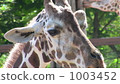 Giraffe 1003452