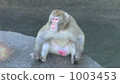 Japanese macaques 1003453