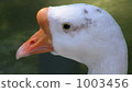 goose 1003456