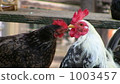 Chicken 1003457