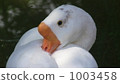 goose 1003458