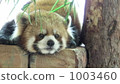 Lesser panda 1003460