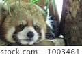 Lesser panda 1003461