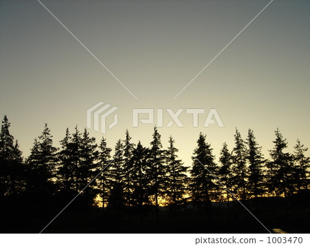 A sunset forest A sunset forest 1003470