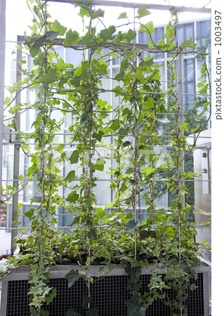 室內盆栽 觀葉植物 牆面綠化 1003497