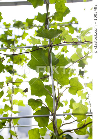 室內盆栽 觀葉植物 戶外 1003498