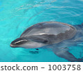 海豚 dolphin​ 海洋和河流哺乳動物 1003758