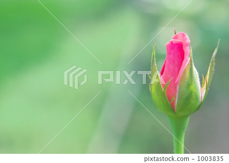 bud, rose, roses 1003835