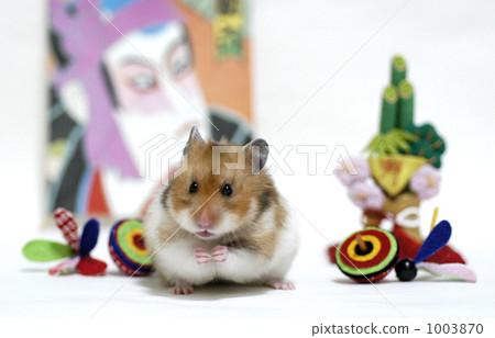 hampster, hamster, mouse 1003870