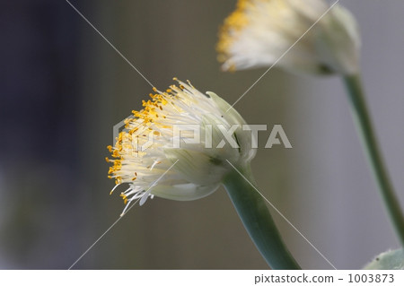 Eyebrow brush Blue flower white flowers Eyebrow brush Blue flower white flowers 1003873