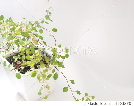 Horizontal wire plants Horizontal wire plants 1003878