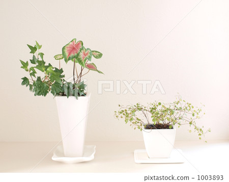 葉子植物 1003893