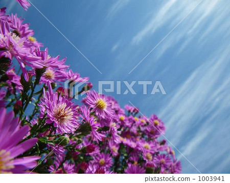 風車菊 花朵 花 1003941