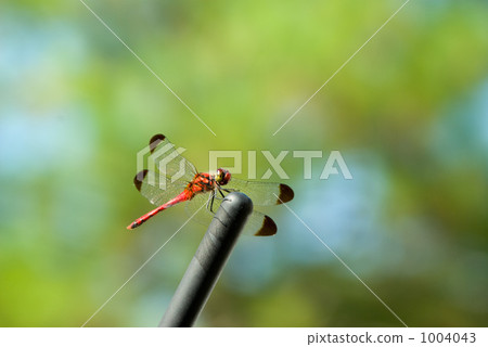 Red dragonfly break 1004043