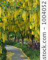 花隧道 1004052