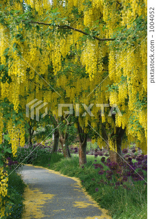 花隧道 花隧道 1004052