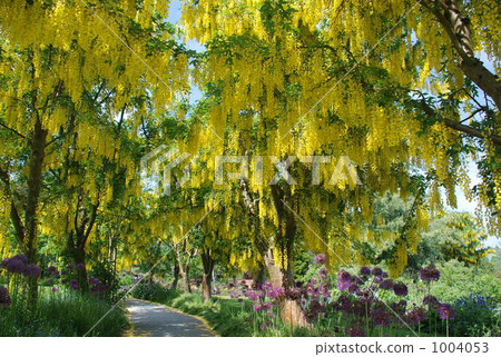 Flower tunnel Flower tunnel 1004053